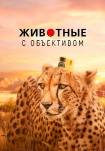 Животные с объективом (2020) Животные с объективом (2020)